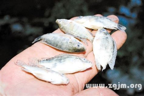 夢見很多香蕉 寵物魚死掉